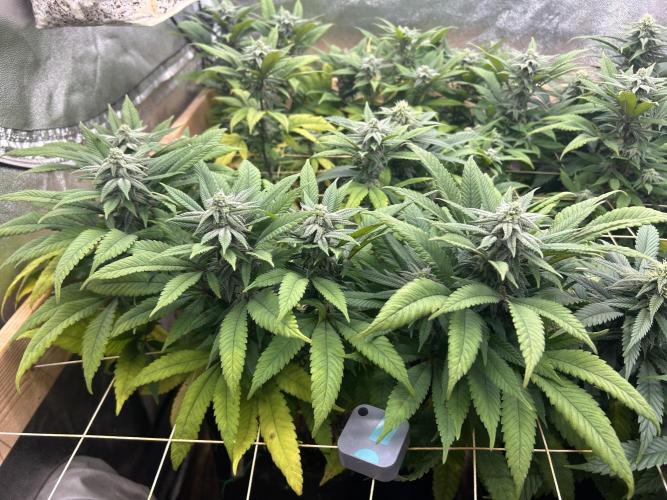 OSS - Blackwater. Week 24