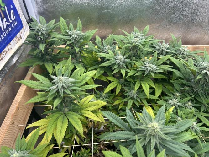 OSS - Blackwater. Week 24