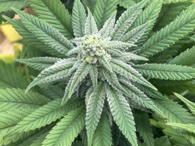 OSS - Blackwater. Week 24