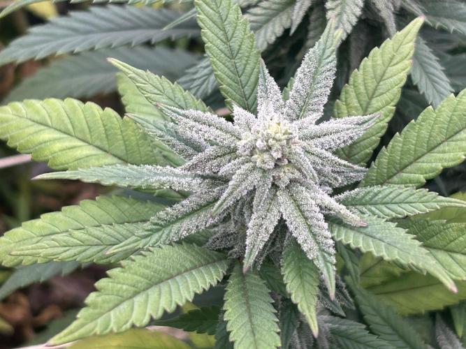 OSS - Blackwater. Week 24
