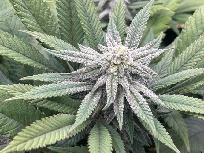 OSS - Blackwater. Week 24