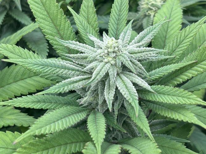 Blackwater. Week 24