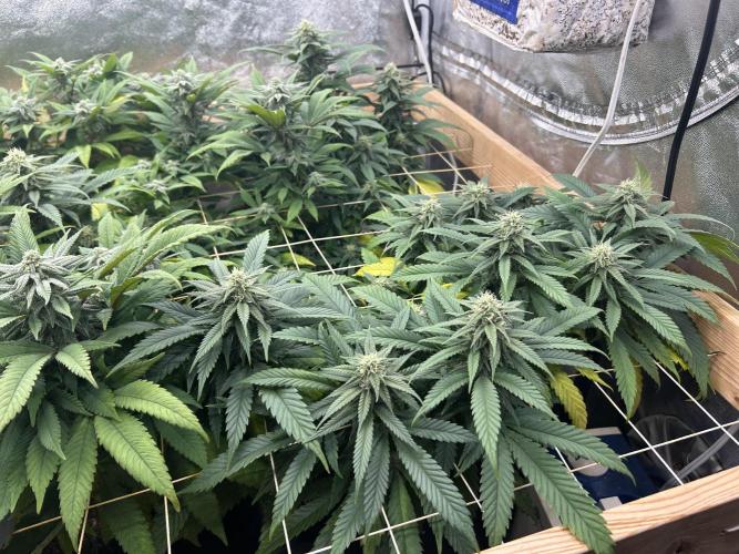 OSS - Tiramisu. Week 24