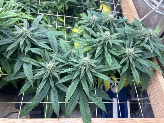 OSS - Tiramisu. Week 24