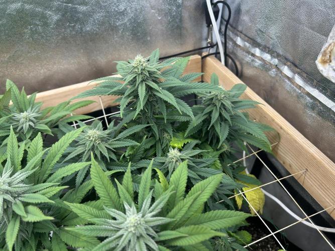 OSS - Tiramisu. Week 24