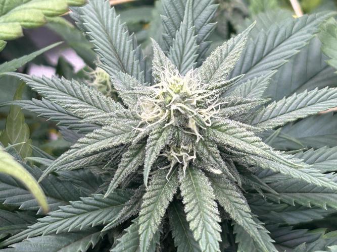 OSS - Tiramisu. Week 24