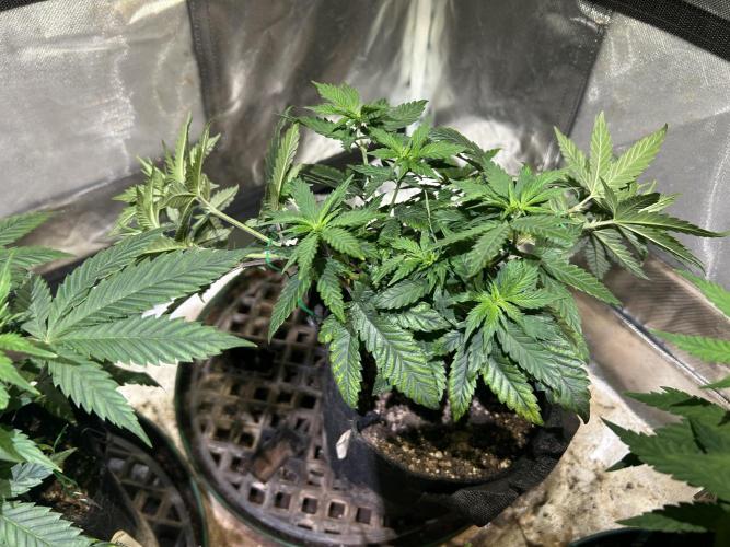 WSE - Sour Diesel. Week 11 - 4/11/26