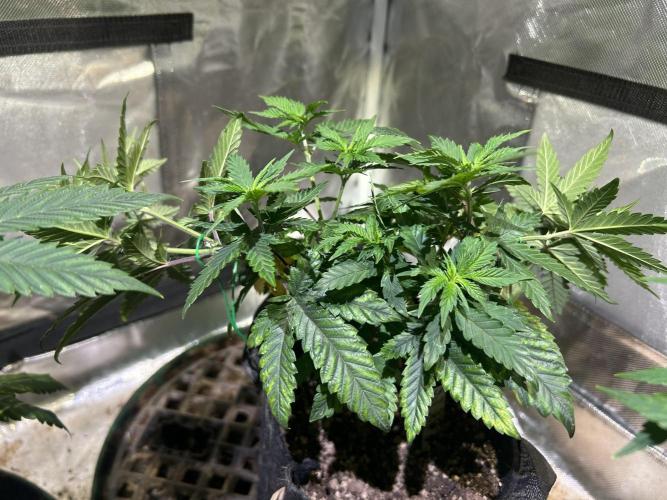 WSE - Sour Diesel. Week 11