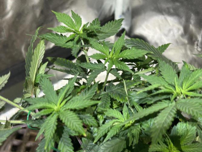 WSE - Sour Diesel. Week 11