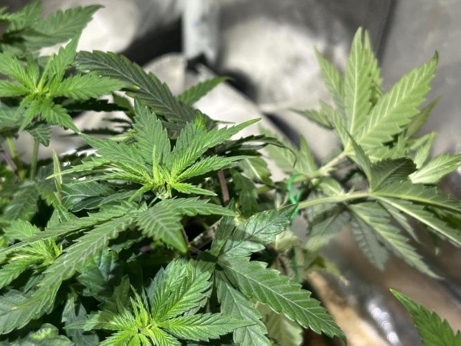 WSE - Sour Diesel. Week 11