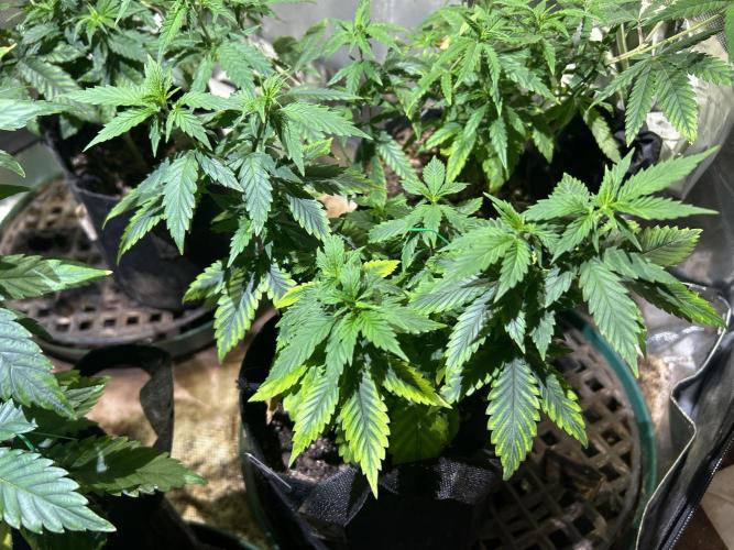WSE - NYC Diesel. Week 11 - 4/11/26