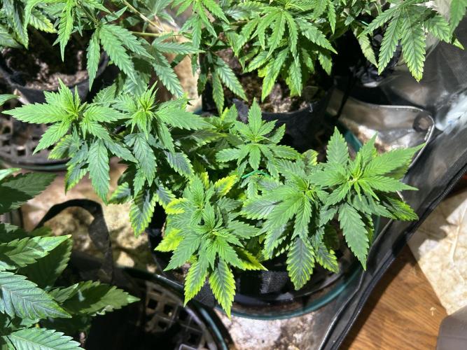 WSE - NYC Diesel. Week 11