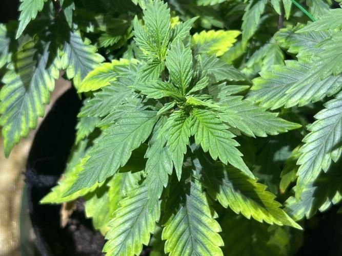 WSE - NYC Diesel. Week 11