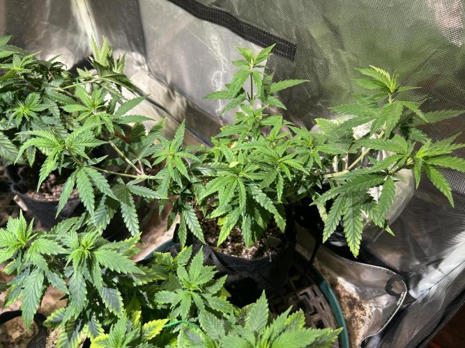 HS - Purple Kush. Week 11 - 4/11/26