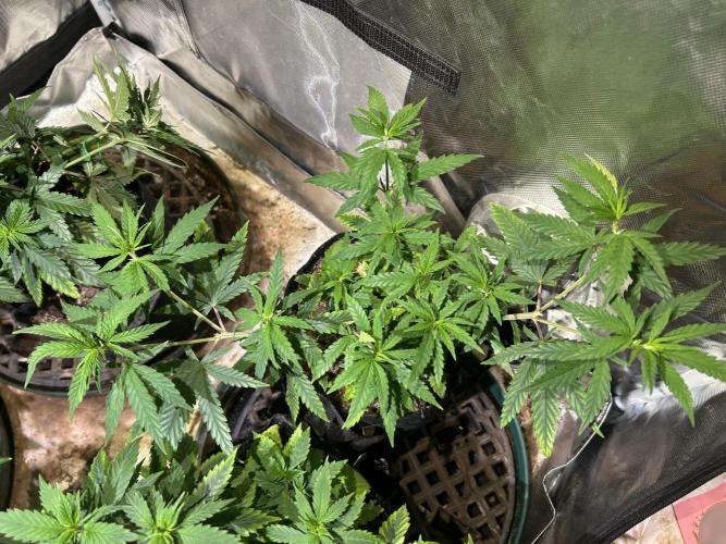 HS - Purple Kush. Week 11
