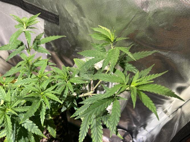 HS - Purple Kush. Week 11