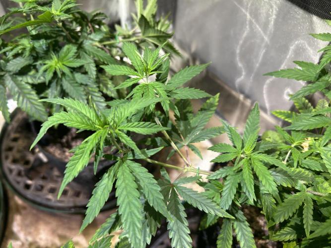 HS - Purple Kush. Week 11