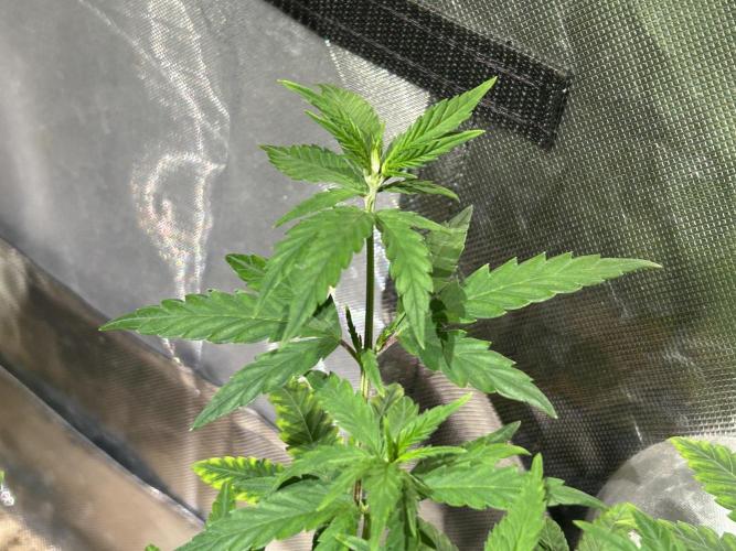 HS - Purple Kush. Week 11