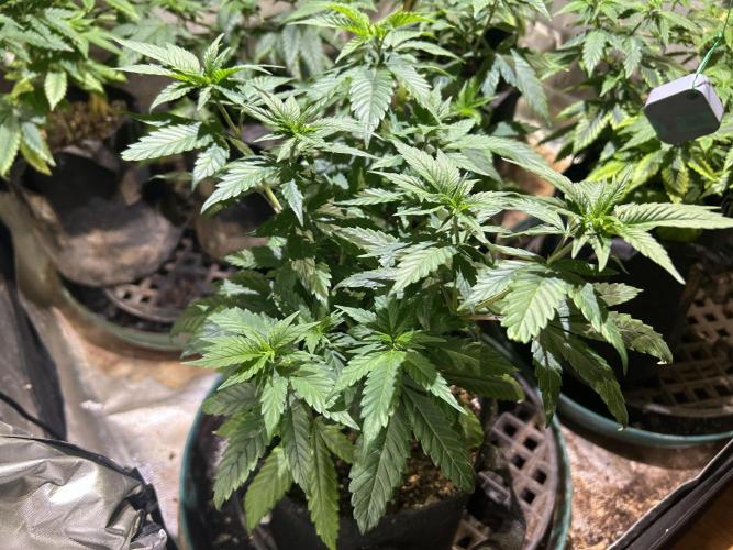 RQS - Tropicana Cookies Purple. Week 10 - 4/11/26