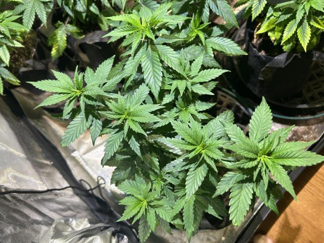 RQS - Tropicana Cookies Purple. Week 10