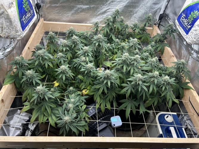 BF - Super Boof. Week 22 - 4/11/26