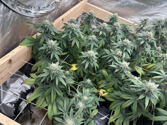 BF - Super Boof. Week 22