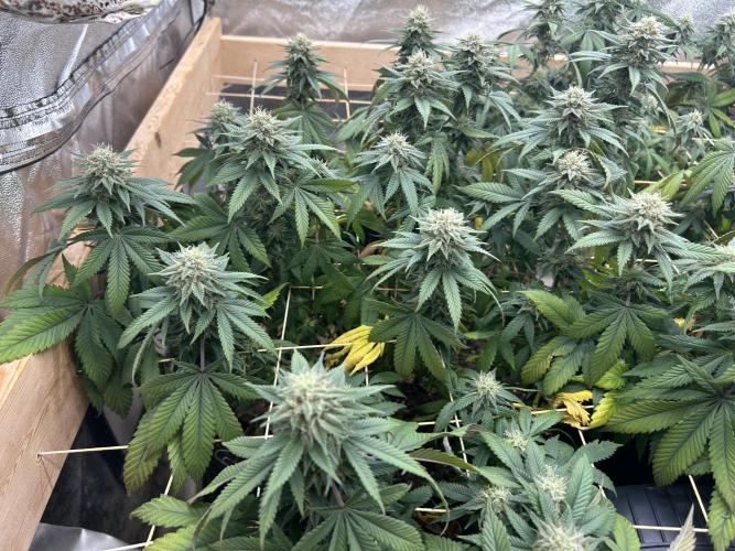 BF - Super Boof. Week 22