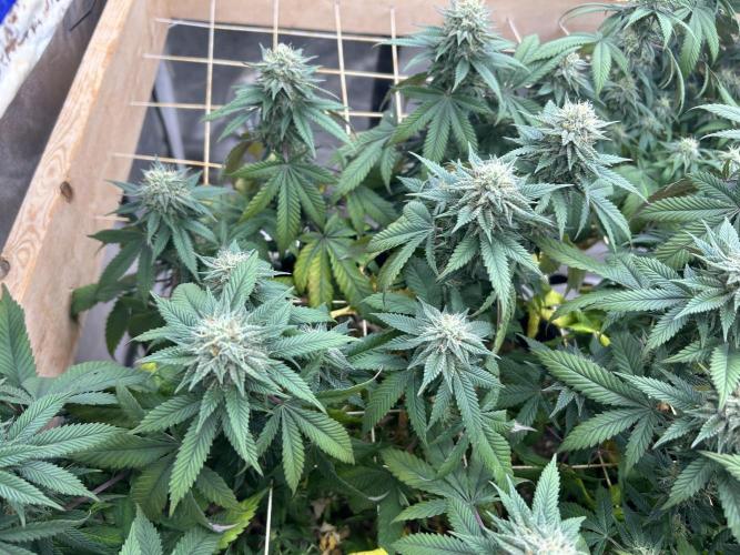 BF - Super Boof. Week 22