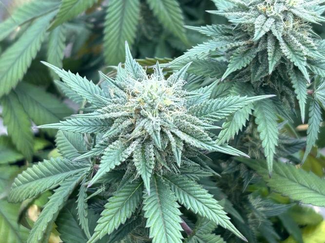BF - Super Boof. Week 22