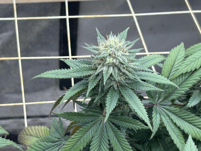BF - Super Boof. Week 22