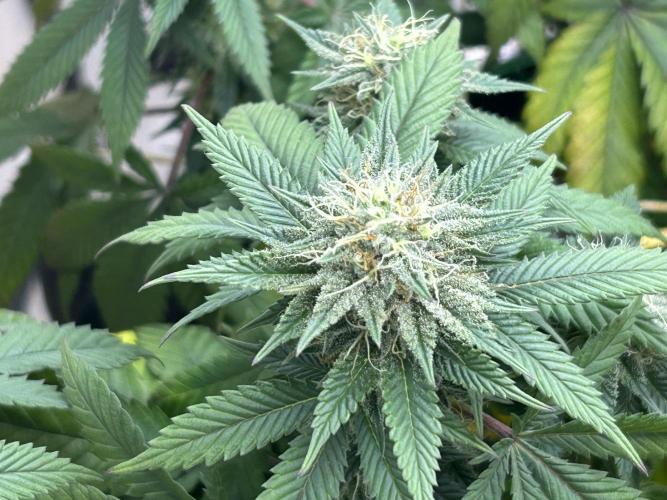 BF - Super Boof. Week 22