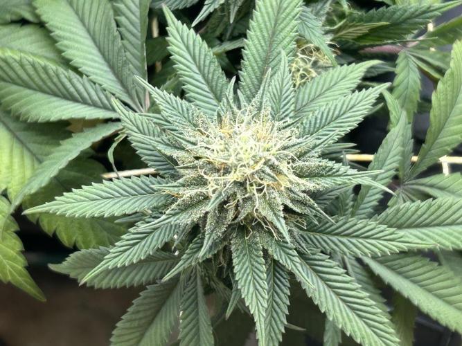 BF - Super Boof. Week 22