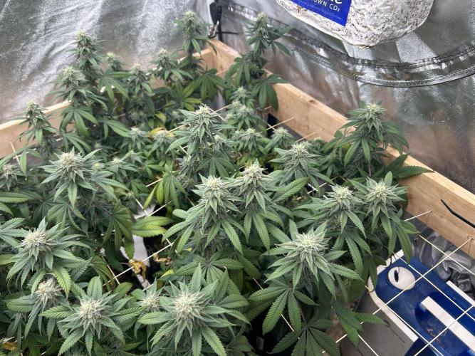 BF - RS11 x Banana OG. Week 22