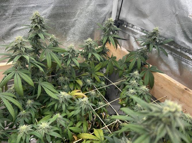 BF - RS11 x Banana OG. Week 22