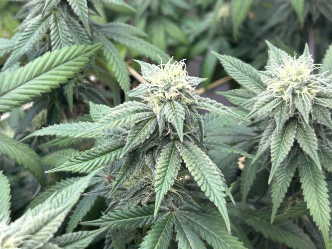 BF - RS11 x Banana OG. Week 22