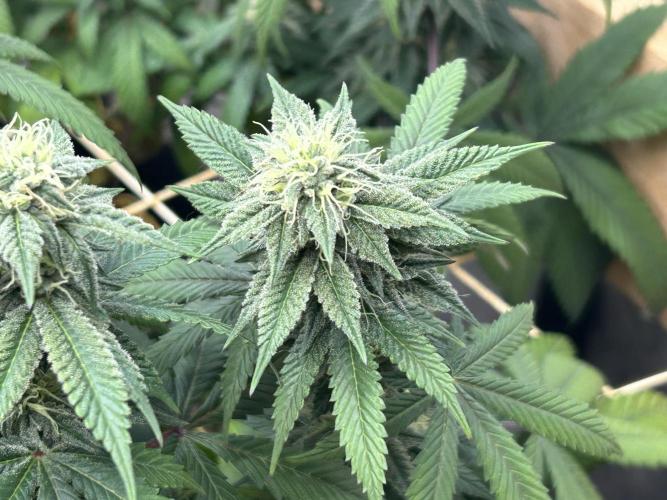 BF - RS11 x Banana OG. Week 22