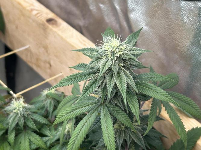 BF - RS11 x Banana OG. Week 22