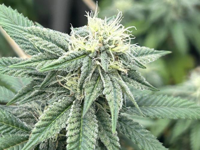 BF - RS11 x Banana OG. Week 22