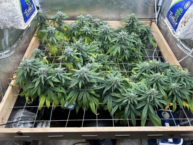 OSS - Blackwater. Week 25 - 4/11/26
