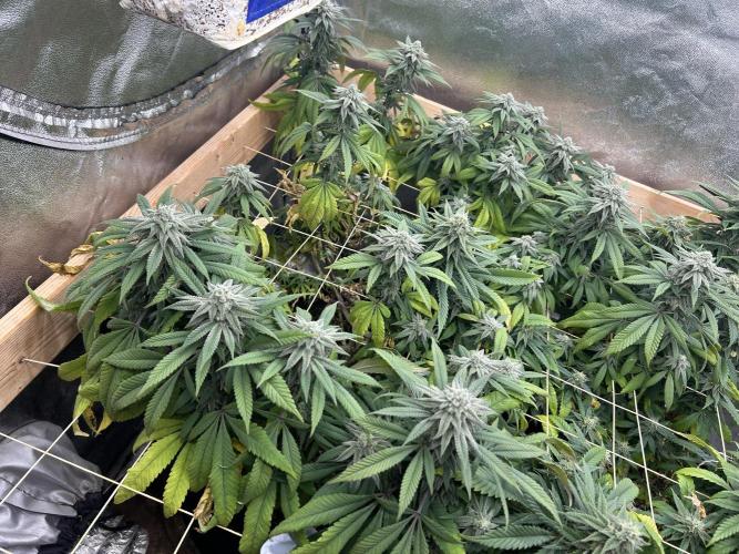 OSS - Blackwater. Week 25