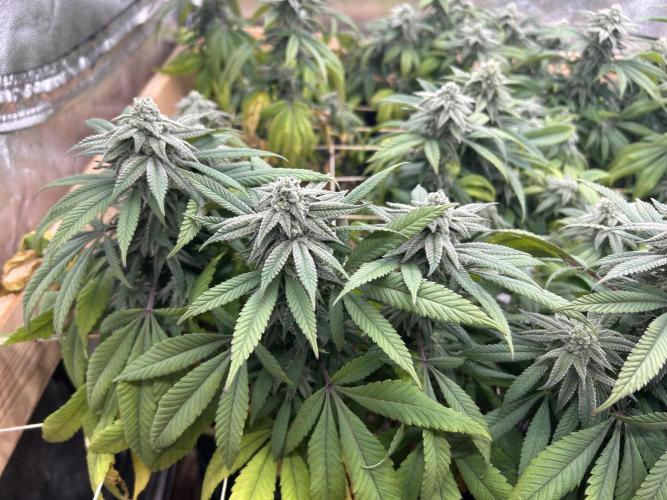 OSS - Blackwater. Week 25