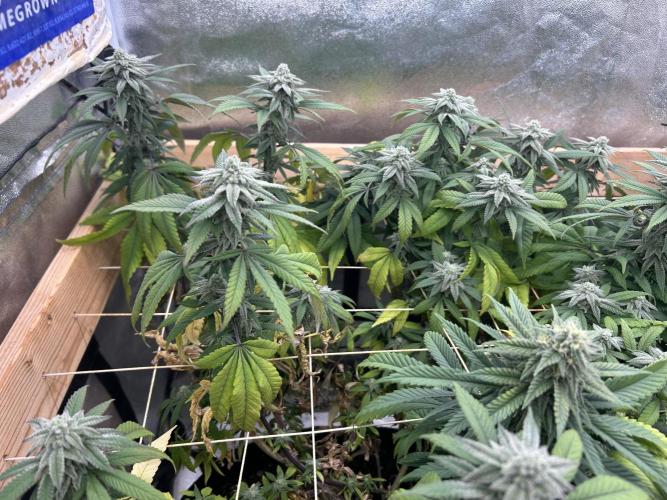 OSS - Blackwater. Week 25