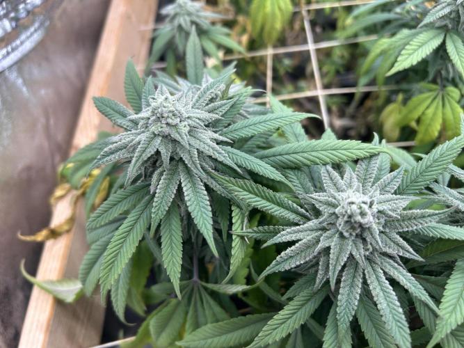 OSS - Blackwater. Week 25