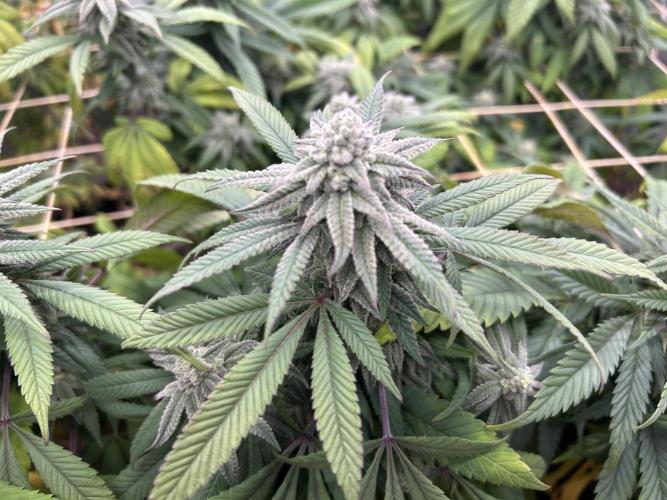 OSS - Blackwater. Week 25
