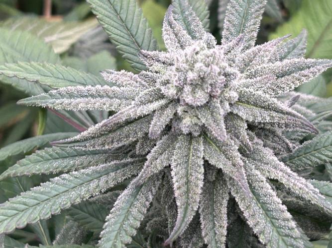 OSS - Blackwater. Week 25