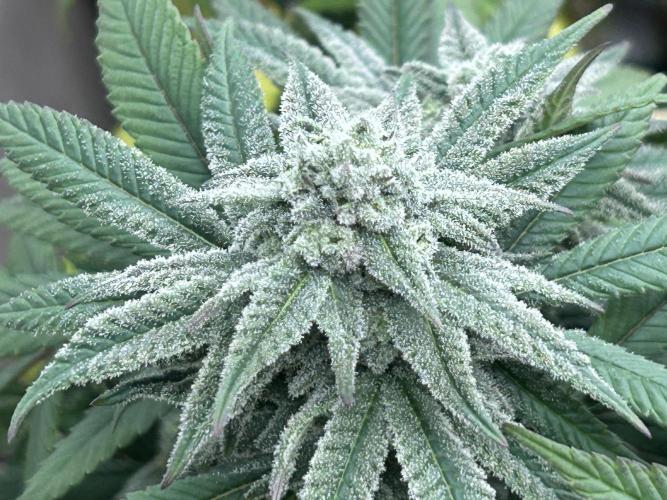 OSS - Blackwater. Week 25