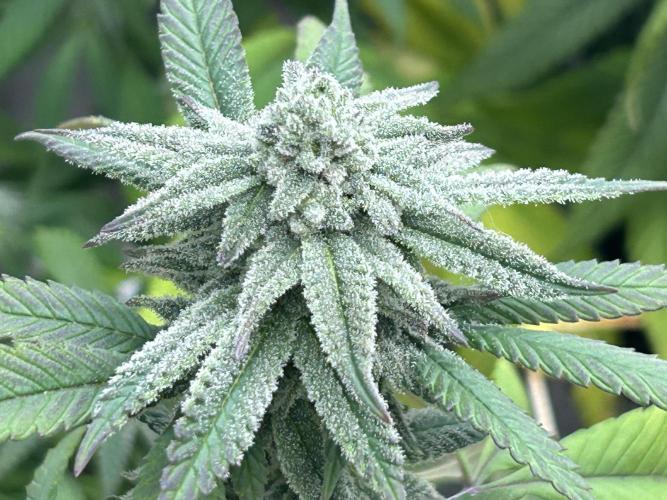 OSS - Blackwater. Week 25