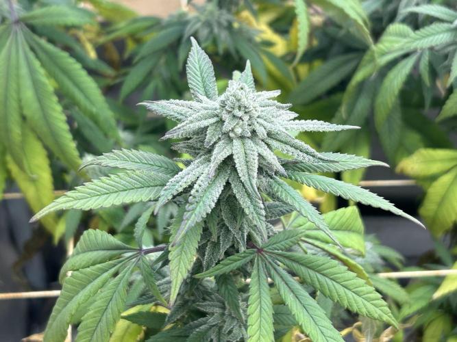 Blackwater. Week 25