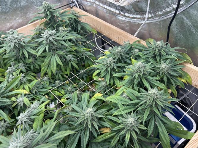 OSS - Tiramisu. Week 25