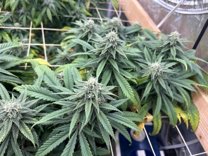 OSS - Tiramisu. Week 25